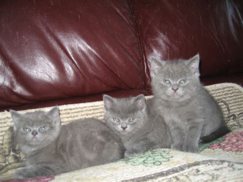 British Shorthair Cats For Sale | Dallas, TX #274794