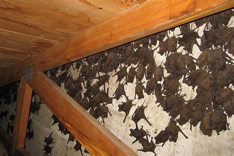 bat removal near me cost - Latonia Gillis