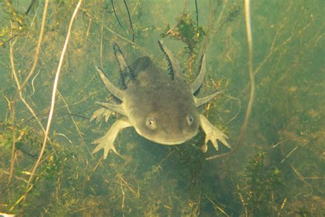 Barred Tiger Salamander Larvae