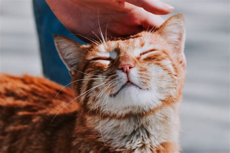 Adorable Orange Cat’s Energy Is On-Point Even When Cuddling - Parade Pets