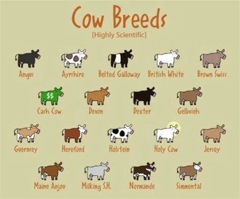 Cow breeds | Dairy cow breeds, Baby cows, Cow