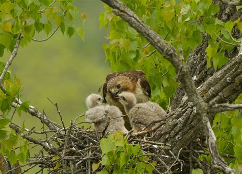 Lifecycle of a Red-tailed Hawk nest - Iowa Natural Heritage Foundation