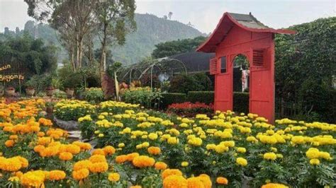 Kebun Begonia Lembang - Lembang.co.id