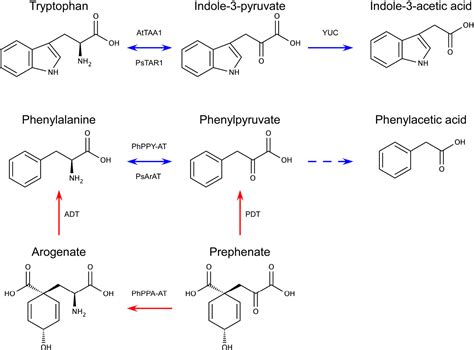 Figure 6 from Auxin Biosynthesis: Are the Indole-3-Acetic Acid and ...