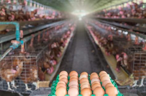 Maximizing Efficiency: How to Optimize Chicken Farm Operations