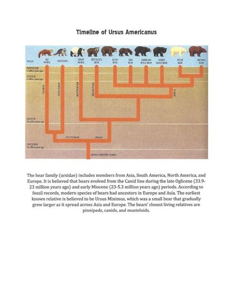 Page 8: Timeline of Animal - Animal Evolution Project