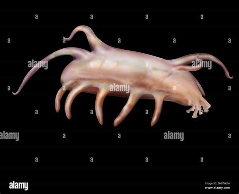 Scotoplanes, sea pig deep-sea holothurians (sea cucumbers Stock Photo ...