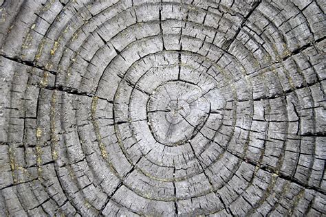 Free picture: tree rings, weathered stump, texture, wood