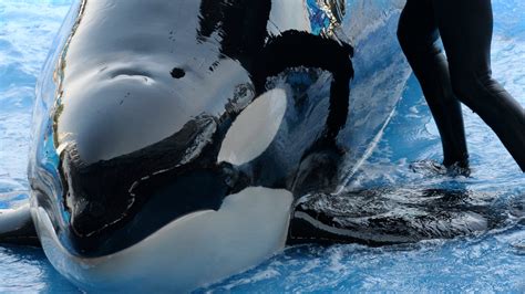 SeaWorld Orlando updates centerpiece killer whale show in 2020