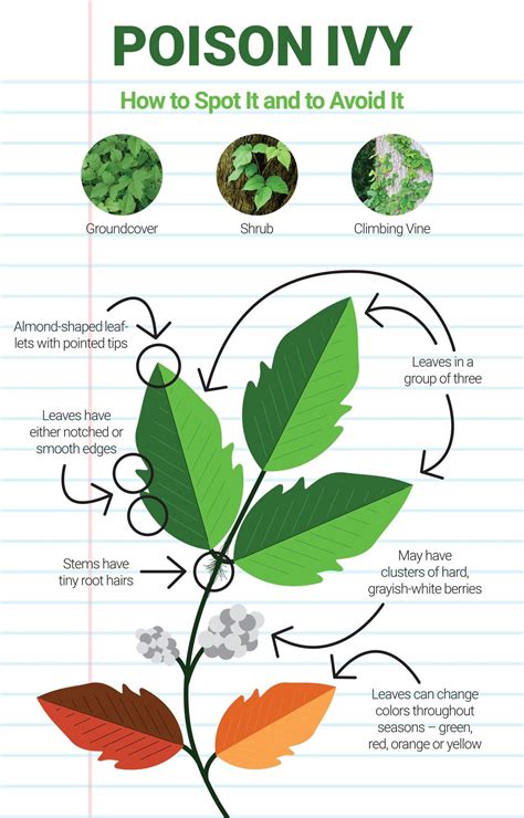 Stages Of Poison Ivy