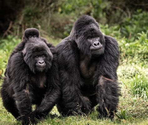 Uganda Gorilla Families | Uganda Gorilla Tours | Gorilla Trekking Safaris