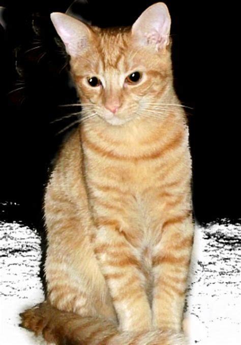 Cat Breeds Yellow - Pets Lovers