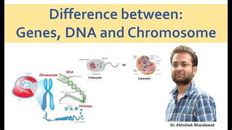 Chromosomes And Genes