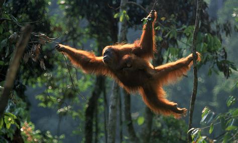 Sumatran Orangutan | Species | WWF