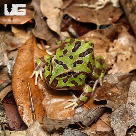 Green Pacman Frogs For Sale - Underground Reptiles