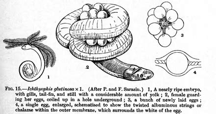 Caecilian - Simple English Wikipedia, the free encyclopedia