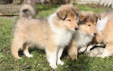 Where to Find Scotch Collie Puppies for Sale - Dogable