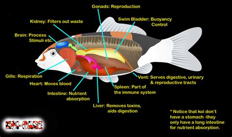 koi internal organs diagram Koi Fish Pond, Koi Carp, Fish Ponds, Fish Anatomy, Animal Anatomy ...