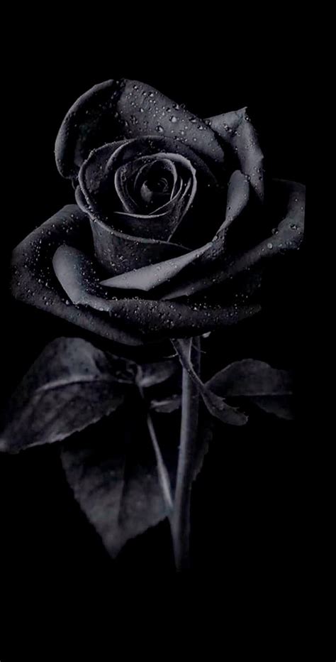 Discover more than 61 black rose wallpaper iphone latest - in.cdgdbentre