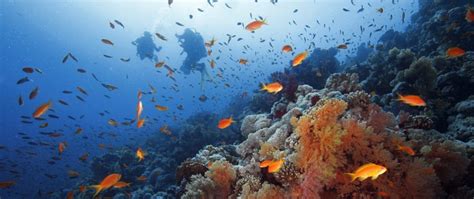 Diving Red Sea - Sharm El-Sheik reviews - divetip.com