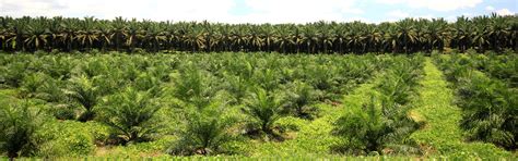 Palm Oil Tree Plantation