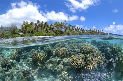 Types of Coral Reefs - Coral Reef Alliance