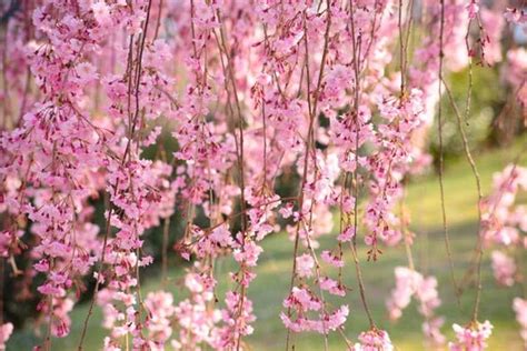 Double Pink Weeping Cherry Blossom Tree - Bright pink blossoms cascade ...