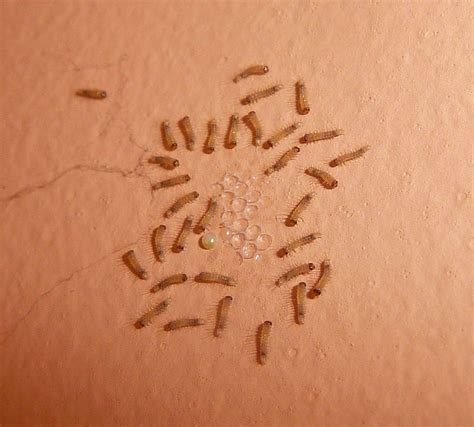 Carpet Beetle Larvae On Wall | www.resnooze.com