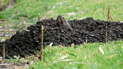 Adaptations and Survival Strategies of Groundhogs: A Comprehensive ...