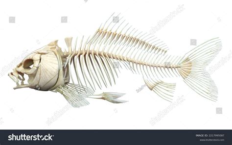 Fish Skeleton Labeled