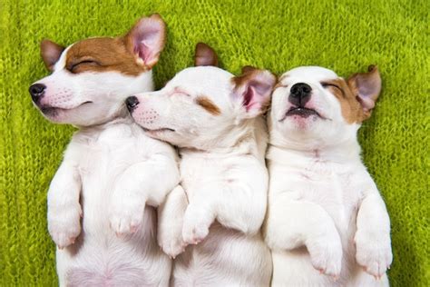 Premium Photo | Cute jack russell terrier dog puppies sleeping