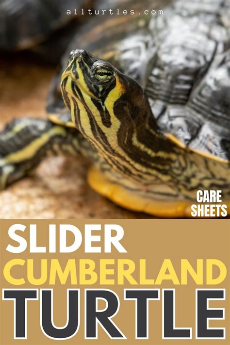 Cumberland Slider (Trachemys Scripta Troostii) Care Sheets (Family ...