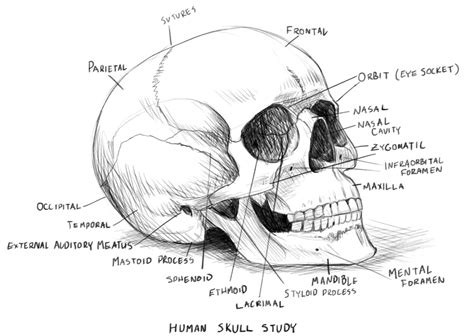 Human Skull Anatomy Study by rpowell77 on DeviantArt