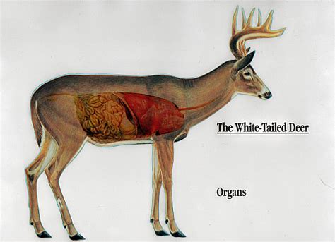 Anatomy of a Whitetail Deer