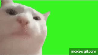 Vibing Cat Green Screen ( Dancing cat meme 2020 ) on Make a GIF