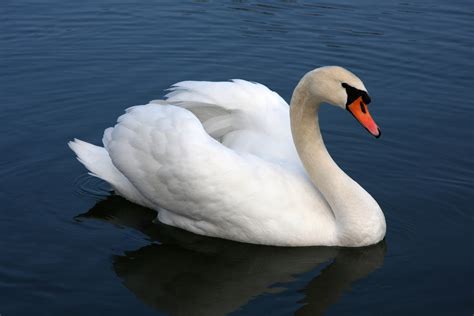 Mute swan - Wikiwand