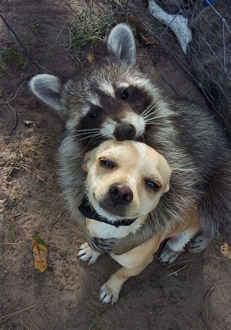 Raccoon and dog are best friends