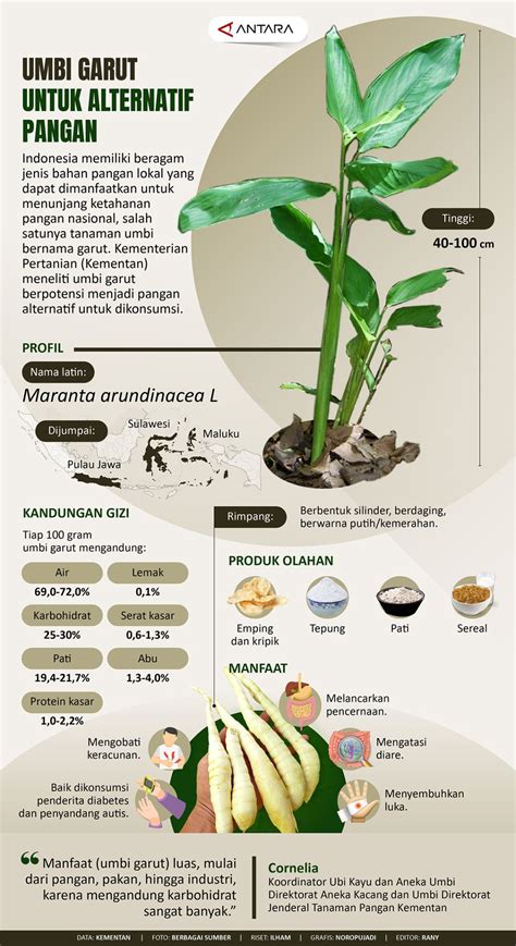 Umbi garut untuk alternatif pangan - ANTARA News