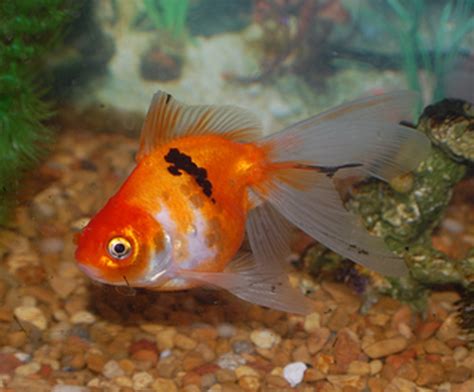 Goldfish Varieties: A Brief Look at Some of the Many Types | PetHelpful