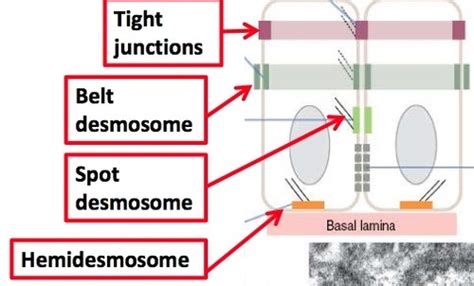 Adherens junction: desmosomes Flashcards | Quizlet