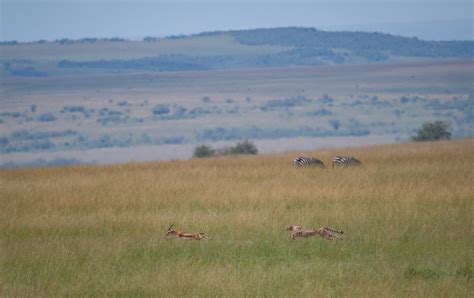 Cheetah and Gazelle – Sean Crane Photography