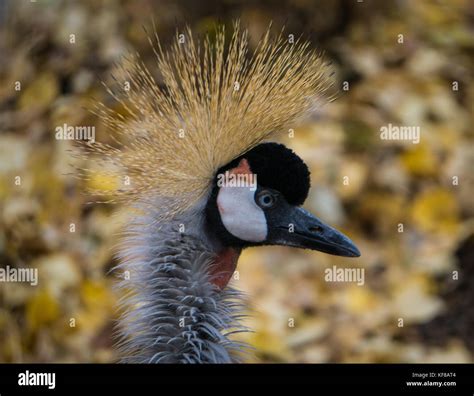 African Crowned Crane Stock Photo - Alamy