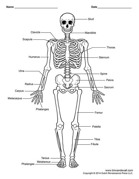 Skeletal System Diagram Without Labels