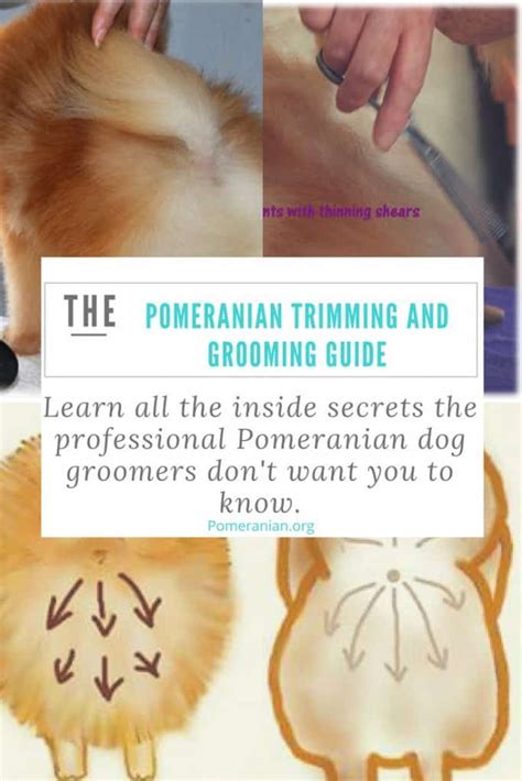 Pomeranian Grooming