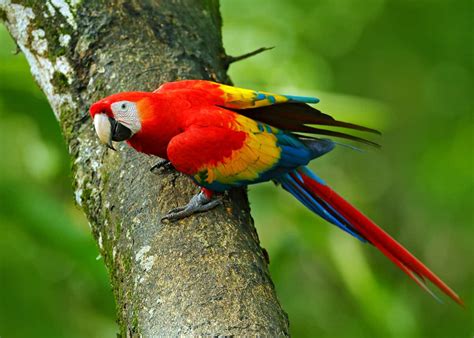 √完了しました！ amazon rainforest scarlet macaw facts 130662-Do scarlet macaws live in the amazon ...