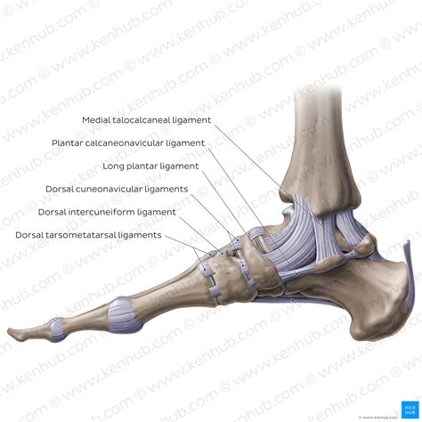 Transverse Tarsal Joint