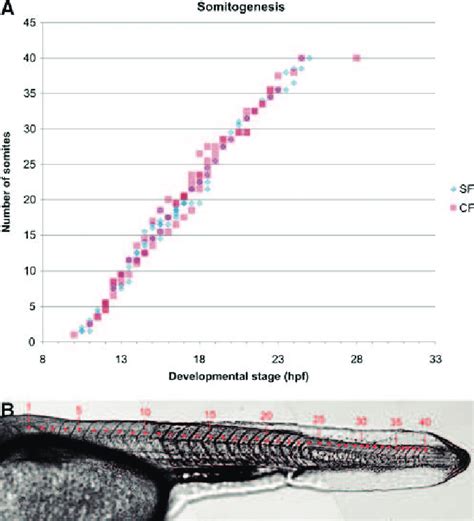 Somitogenesis. (A) Timing of somitogenesis in surface and cave embryos... | Download Scientific ...