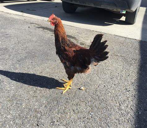 Welsummer pullet or cockerel? | BackYard Chickens - Learn How to Raise Chickens