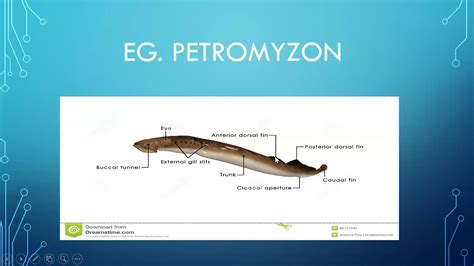 CLASS XI BIOLOGY CH 4 ANIMAL KINGDOM ( VIDEO 3) TOPIC PHYLUM HEMICHORDATA AND CHORDATA - YouTube