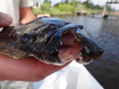 Fishing tips for catching flounder